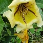 Solandra maxima flower picture by Jean Burger (cc-by-sa)