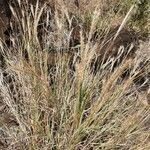 Andropogon schirensis flower picture by susan brown (cc-by-sa)