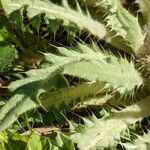 Cirsium scariosum leaf picture by Eylisia (cc-by-sa)