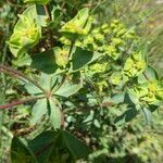 Euphorbia terracina habit picture by Llandrich anna (cc-by-sa)