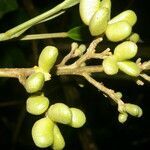 Conchocarpus nicaraguensis fruit picture by Nelson Zamora Villalobos (cc-by-nc)