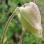 Aquilegia alpina fruit picture by Yoan MARTIN (cc-by-sa)