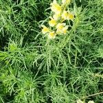 Linaria vulgaris habit picture by Jean Marc Leriche (cc-by-sa)