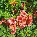 Campsis radicans flower picture by Marie Abboud (cc-by-sa)