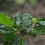 Brosimum alicastrum fruit picture by Nelson Zamora Villalobos (cc-by-nc)