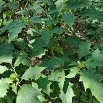 Datura stramonium habit picture by Jean-Marie Frenoux (cc-by-sa)