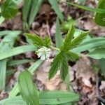 Hydrastis canadensis flower picture by Heffner Laura (cc-by-sa)