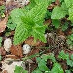 Veronica urticifolia leaf picture by Pascale Lombard (cc-by-sa)