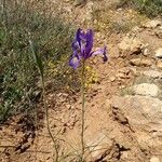 Iris xiphium habit picture by manuelmm (cc-by-sa)