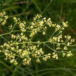 Thalictrum minus flower picture by Martin Bishop (cc-by-sa)