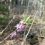 Daphne mezereum flower picture by Christoph Wagner (cc-by-sa)