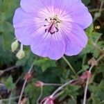 Geranium oreganum flower picture by maristela diaz (cc-by-sa)