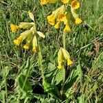 Primula veris habit picture by Jean-Marie Frenoux (cc-by-sa)