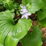 Maianthemum dilatatum flower picture by wrony_i_gawrony (cc-by-sa)