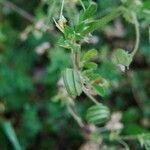 Medicago scutellata fruit picture by Lugifa Lugifa (cc-by-sa)