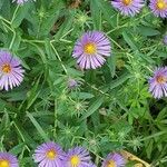 Symphyotrichum novae-angliae leaf picture by tomhuck88 (cc-by-sa)