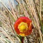 Ranunculus gusmannii flower picture by Gabriel OLLIVIER (cc-by-sa)