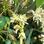 Coelogyne asperata habit picture by Pierre Bonnet (cc-by-sa)