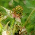 Rubus scaber fruit picture by Jan Löser (cc-by-sa)