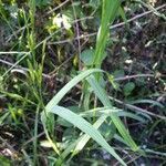 Bromus catharticus leaf picture by cabana carlos manuel (cc-by-sa)