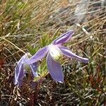 Clematis alpina habit picture by Yoan MARTIN (cc-by-sa)