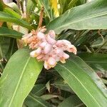 Alpinia zerumbet flower picture by Benayga Rodríguez (cc-by-sa)