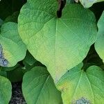 Aristolochia macrophylla leaf picture by Eliane Lenoble (cc-by-sa)