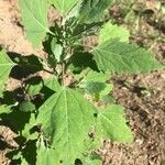 Chenopodium album leaf picture by julia spiegel (cc-by-sa)