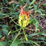 Gloriosa superba flower picture by Jaco Jaco Kotze (cc-by-sa)