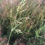 Sorghum halepense habit picture by ioannis nicolis (cc-by-sa)