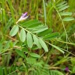 Vicia sativa leaf picture by Schwanzmeise80 (cc-by-sa)