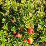 Taxus canadensis fruit picture by bianca bianca andrews (cc-by-sa)