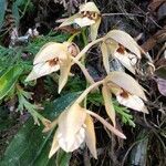 Phaius tankervilleae flower picture by nischal gurung (cc-by-sa)