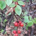 Rosa abietina fruit picture by BERGER38210 (cc-by-sa)