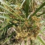 Cyperus alternifolius flower picture by Talemos seta (cc-by-sa)