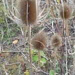 Dipsacus sativus fruit picture by Jean-Francois Dumas (cc-by-sa)