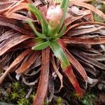 Armeria alpina habit picture by Yoan MARTIN (cc-by-sa)