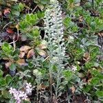 Alyssum alyssoides flower picture by Graziano Piero (cc-by-sa)