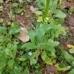 Erigeron quercifolius leaf picture by David Robinson (cc-by-sa)