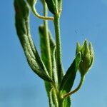 Helianthemum ledifolium leaf picture by Carlos Villasante (cc-by-sa)