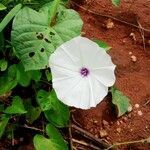 Ipomoea blepharophylla flower picture by Mayoge Bukapuka (cc-by-sa)