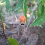 Rosa sempervirens fruit picture by Jordan Galli (cc-by-sa)