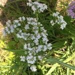 Pycnanthemum virginianum flower picture by Laure Dosso (cc-by-sa)