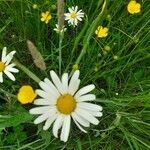 Leucanthemum ircutianum flower picture by Rabenau Philip (cc-by-sa)