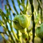 Callitris sulcata fruit picture by nicoplant (cc-by-sa)