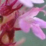 Thymus pulegioides flower picture by Yoan MARTIN (cc-by-sa)