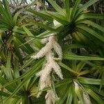 Pandanus sylvestris flower picture by Schnittler Martin (cc-by-sa)