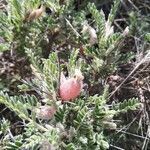 Astragalus clusianus flower picture by lidia_parnassius (cc-by-sa)