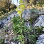 Antirrhinum latifolium habit picture by Francois Mansour (cc-by-sa)