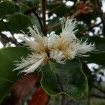 Arillastrum gummiferum flower picture by Richard Chesher (cc-by-sa)